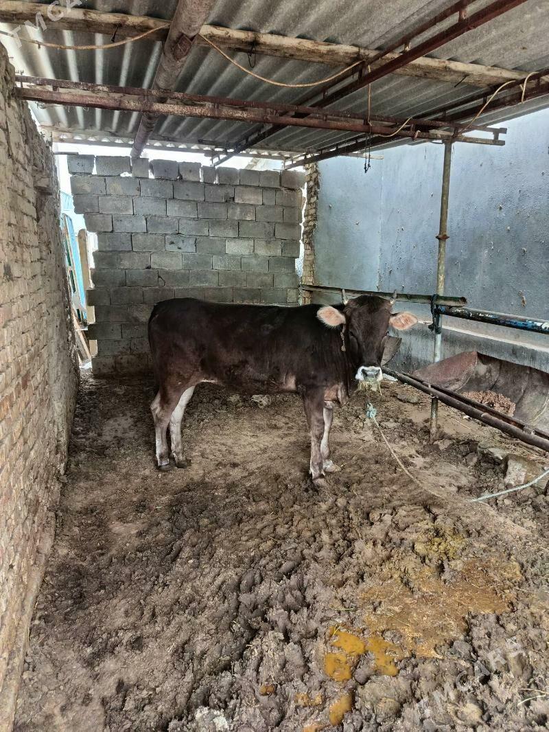 Tuwe - Анев - img 1