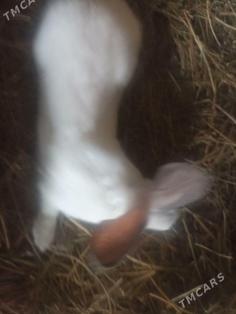 Towsan velka tohum - Чарджоу - img 1