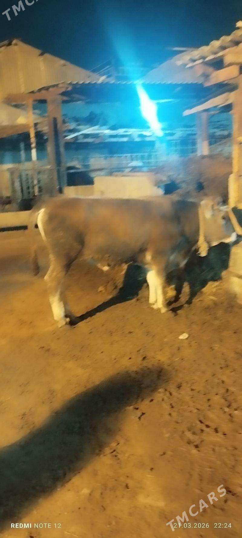 okuz - Büzmeýin - img 1