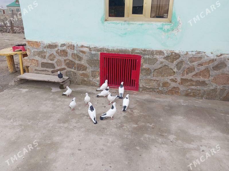 Kepderi - Bereket - img 1