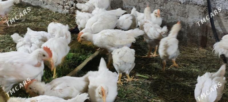 JUÝJE - Багир - img 1