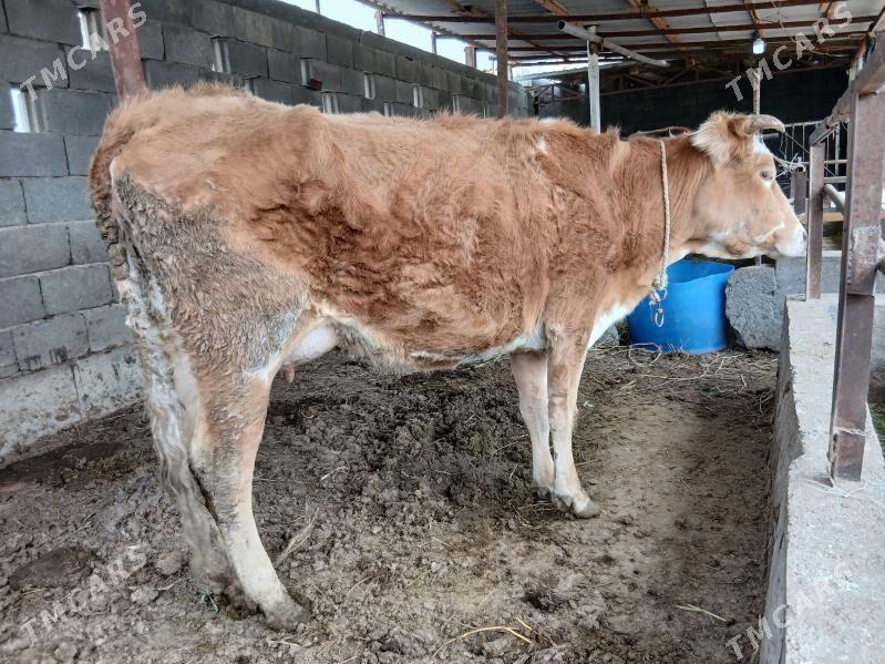 sygr - Bäherden - img 1