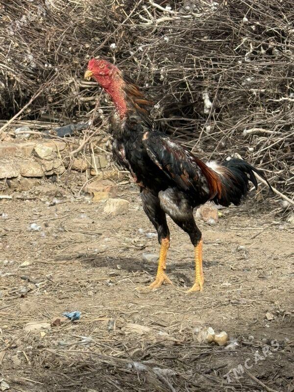 horaz - Чарджоу - img 1