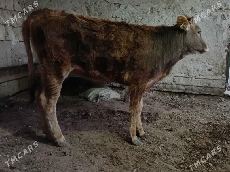 Tüwe - Гызыларбат - img 1