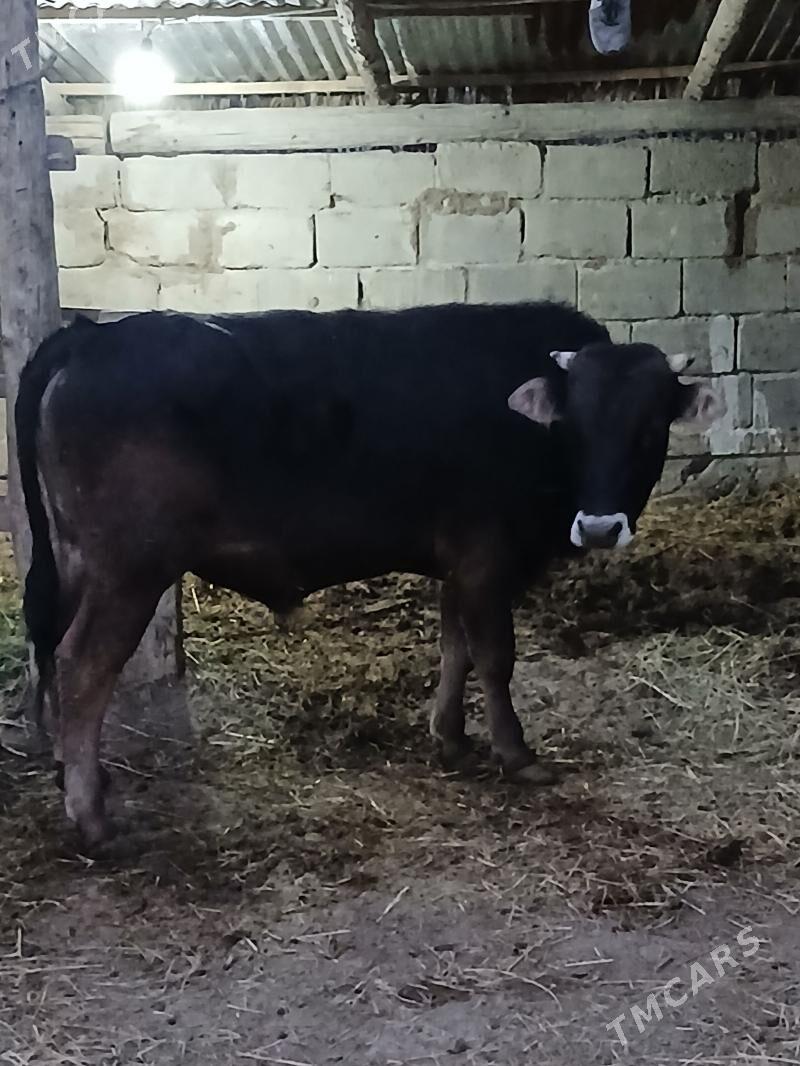 Okuz - Гёкдепе - img 1