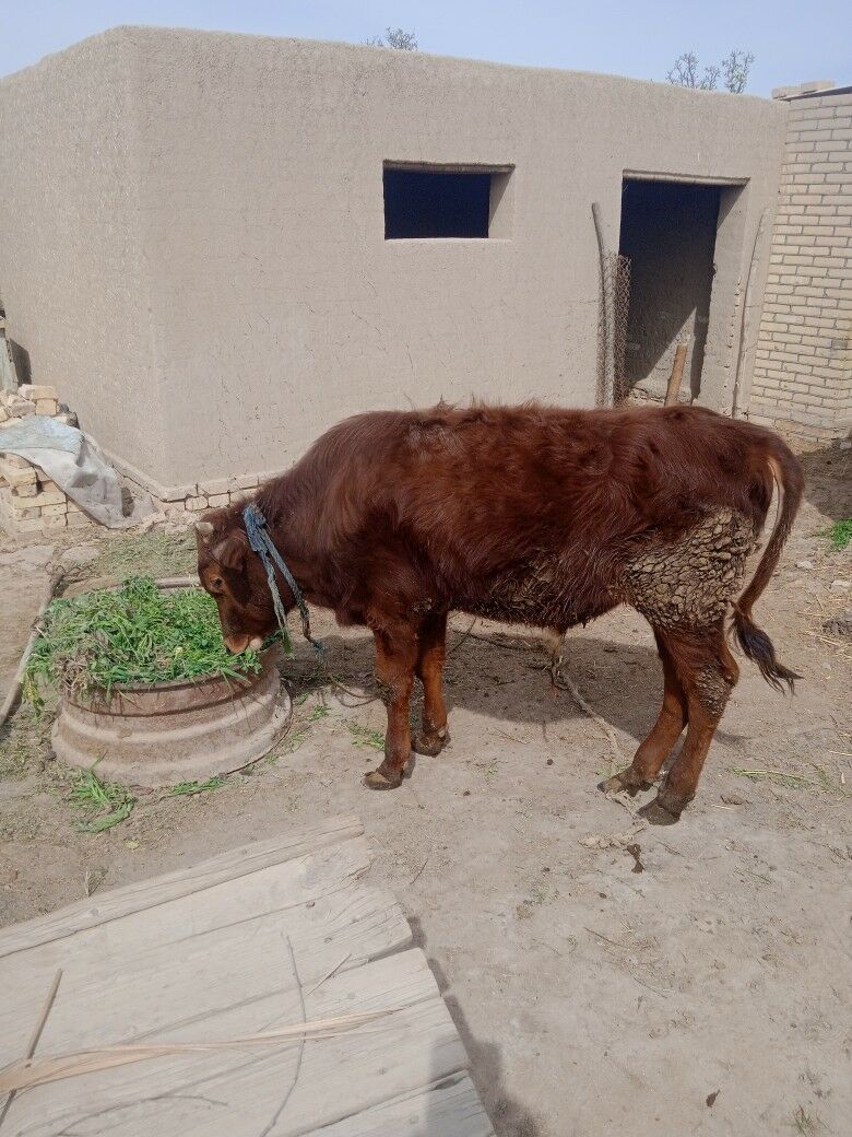 öküzçe - Байрамали - img 1