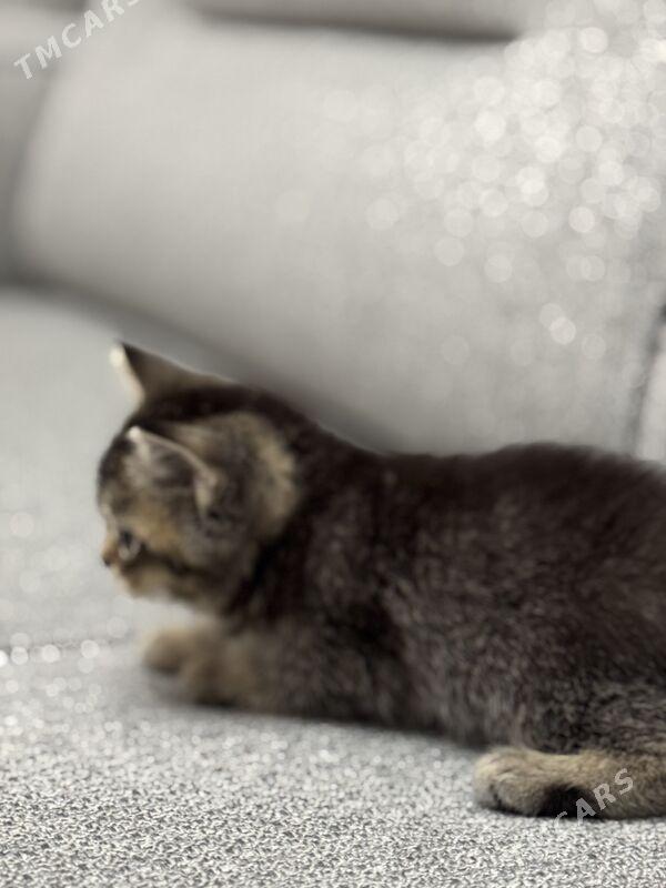 şotlan/шотландский - Aşgabat - img 1