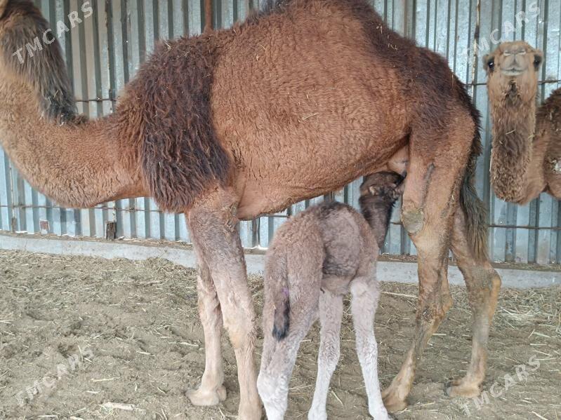 kosekli duye - Сакарчага - img 1
