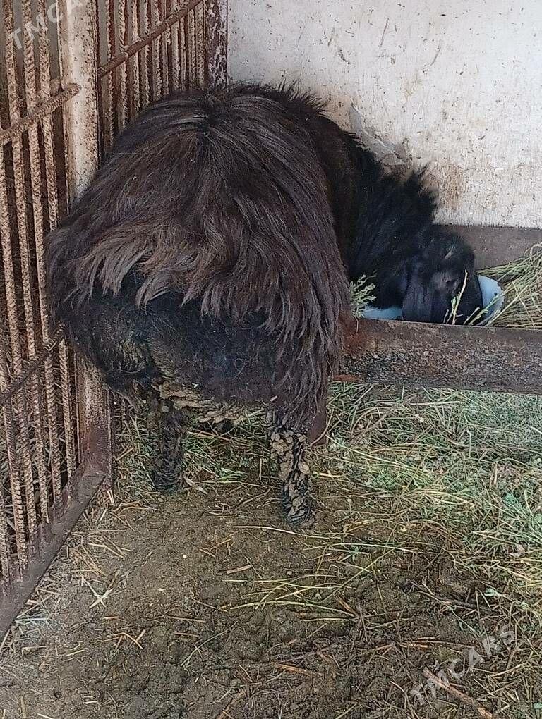 баран - Туркменабат - img 1