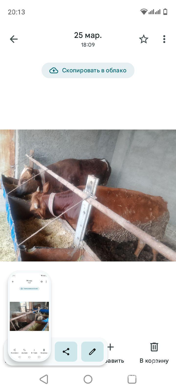 öküzler - Sakarçäge - img 1