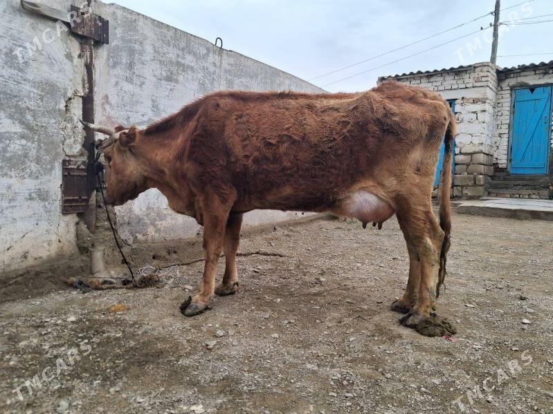 Goleli sygyr - Берекет - img 1