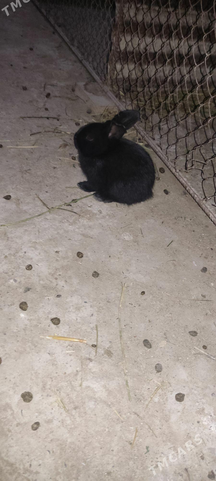 towşan - Babadaýhan - img 1