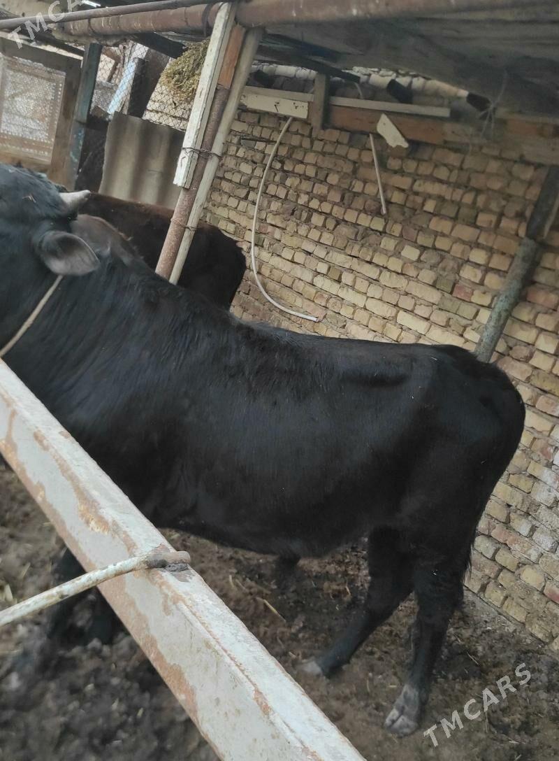 2 sany ökũz 1unajyn - Туркменабат - img 1