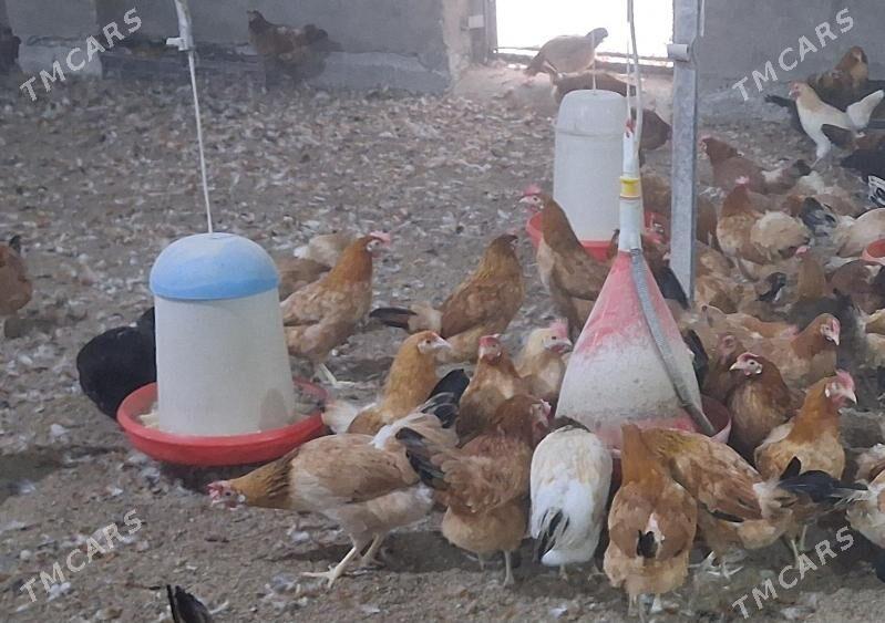 towuk - Babadaýhan - img 1