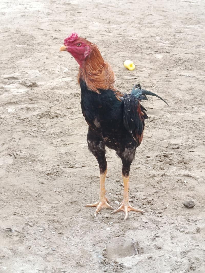 Horaz jüje - Türkmenabat - img 1