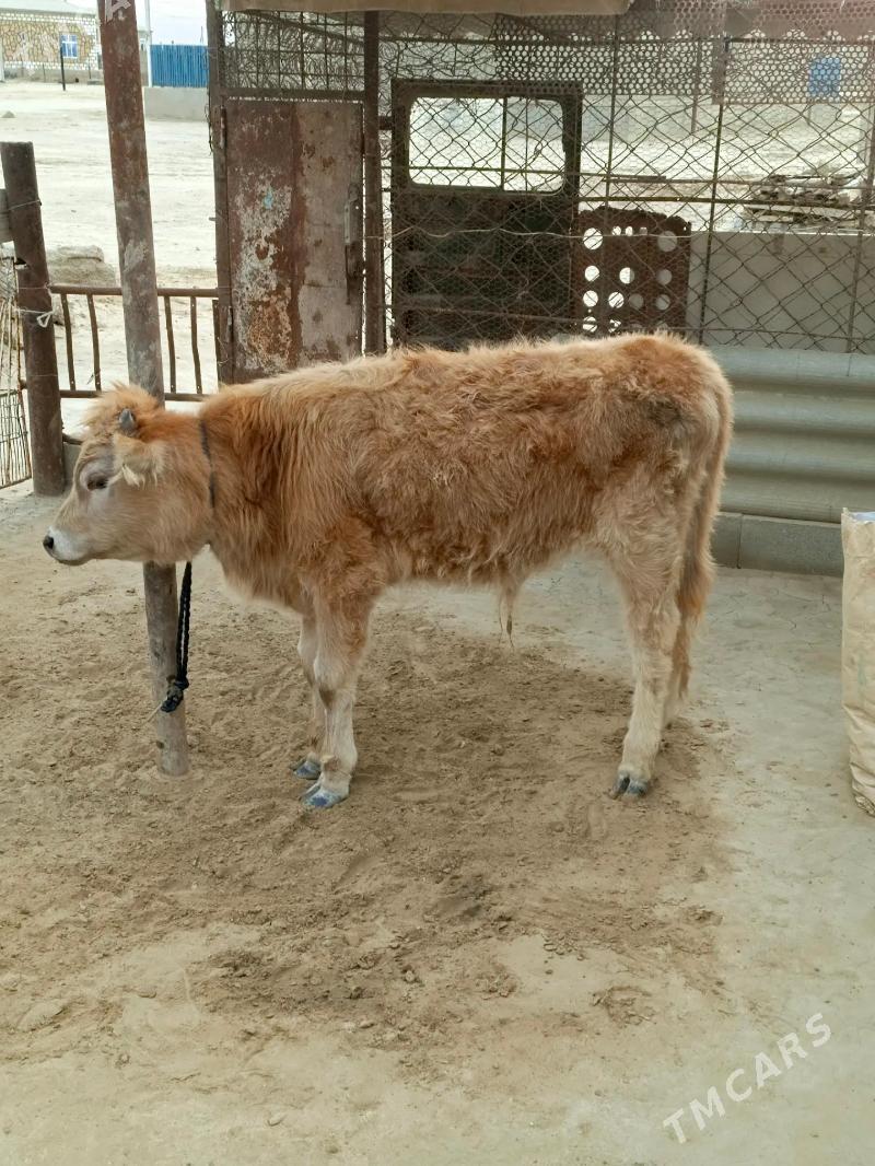 Öküzçe - Esenguly - img 1