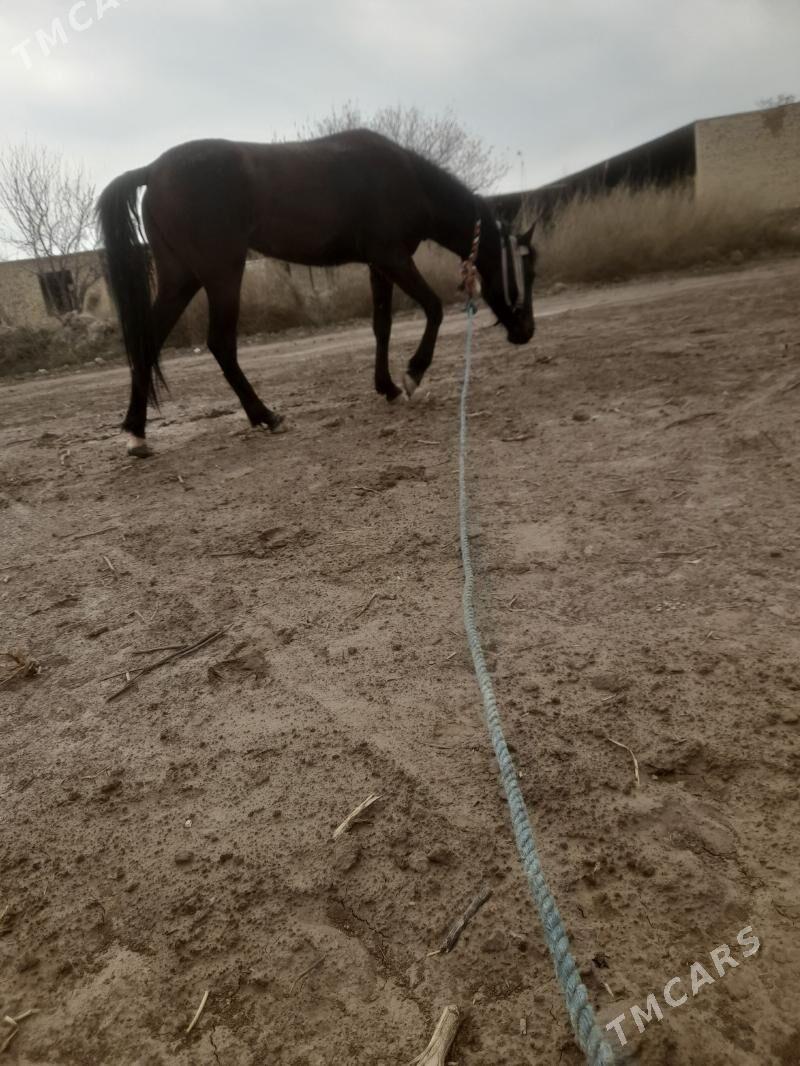 Gara bas - Saýat - img 1