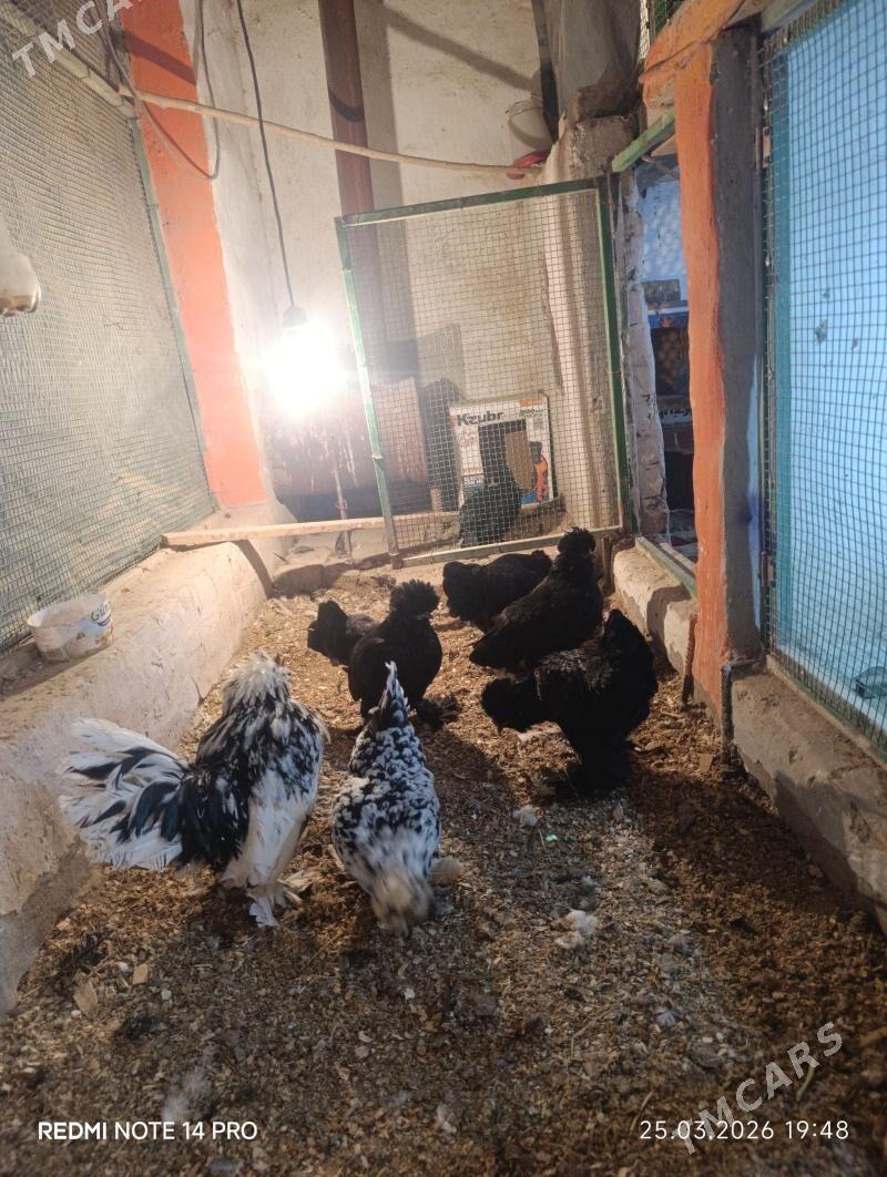 sularyn yumurtkasy bar karlik - Sakar - img 1