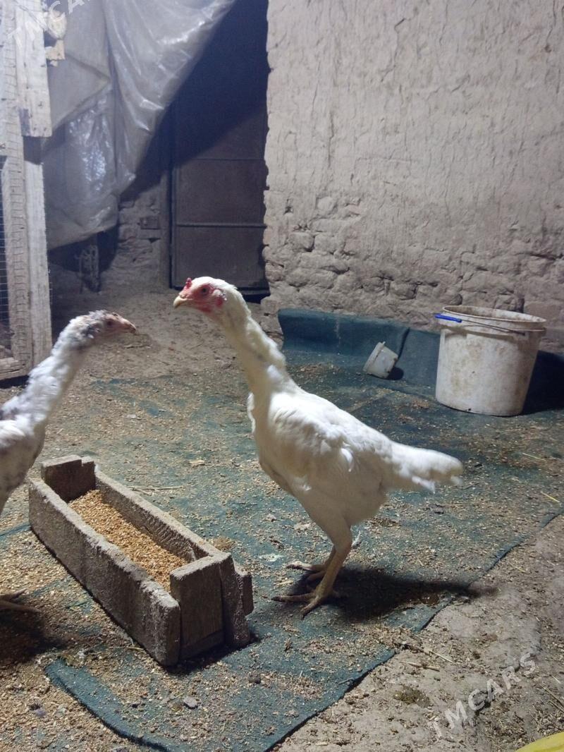 Towk - Шабатский этрап - img 1