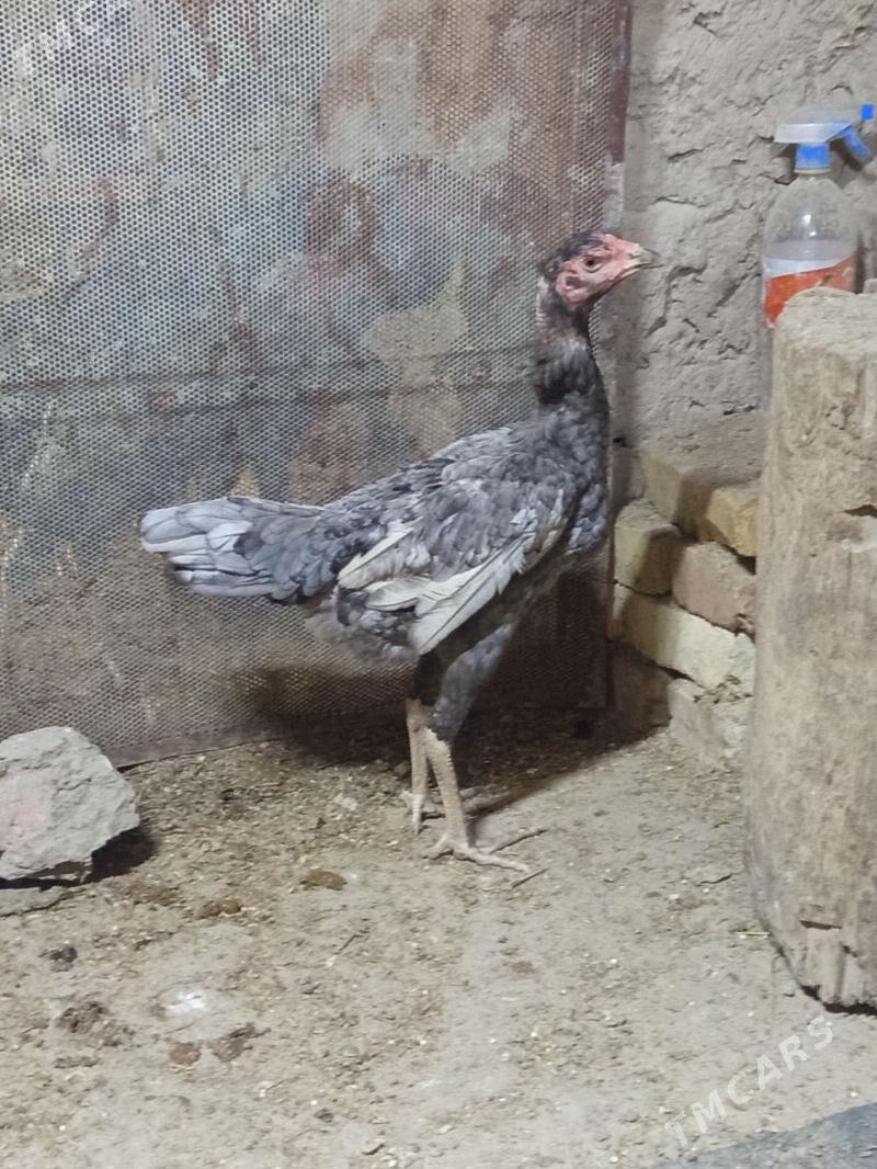 Towk - Шабатский этрап - img 1