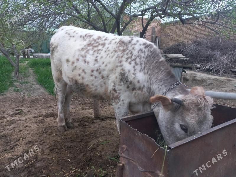 Tüwe - Bäherden - img 1