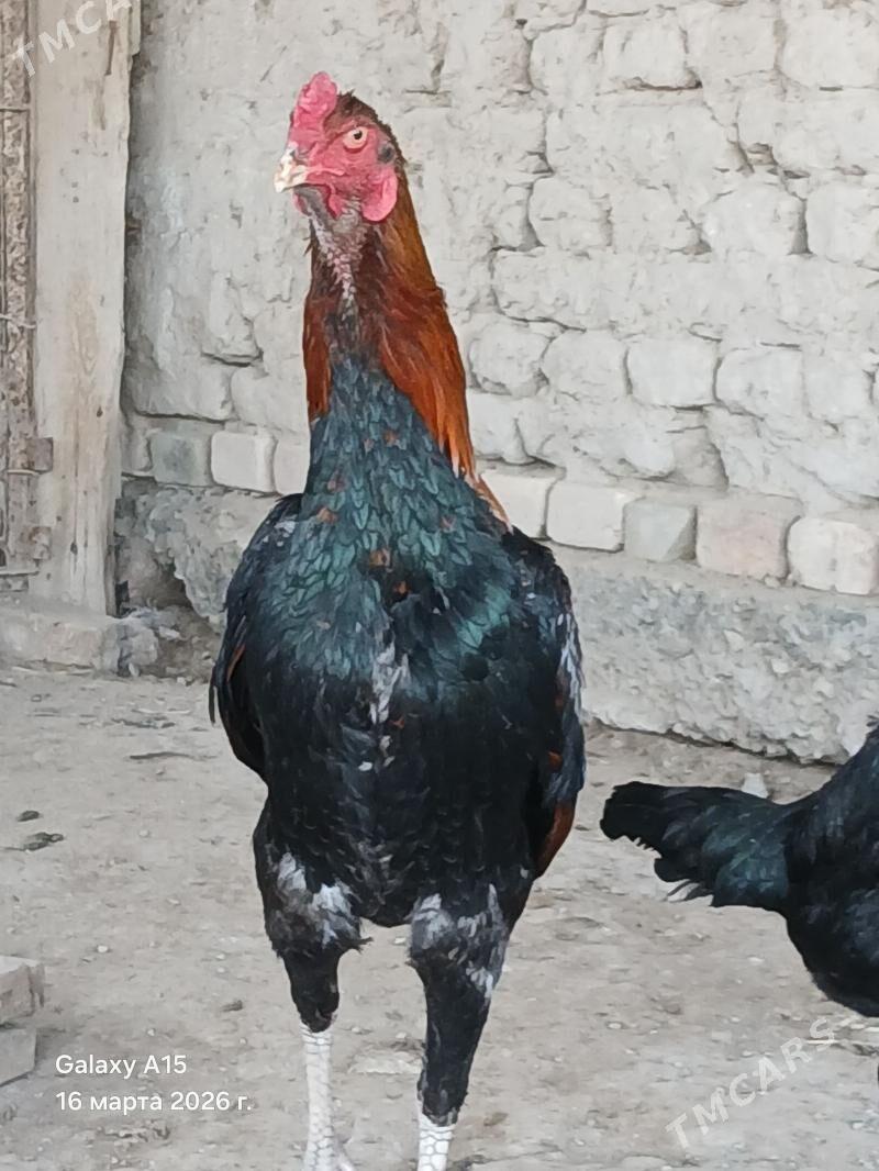 Horaz - Daşoguz - img 1