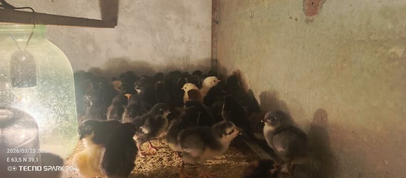 ataks jüyje - Туркменабат - img 1