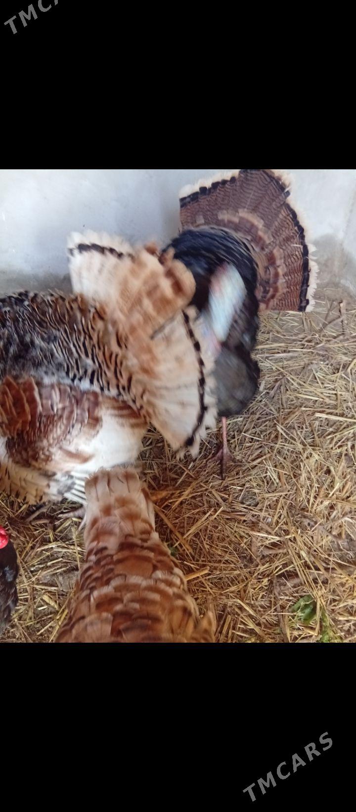 INDUK - Мургап - img 1