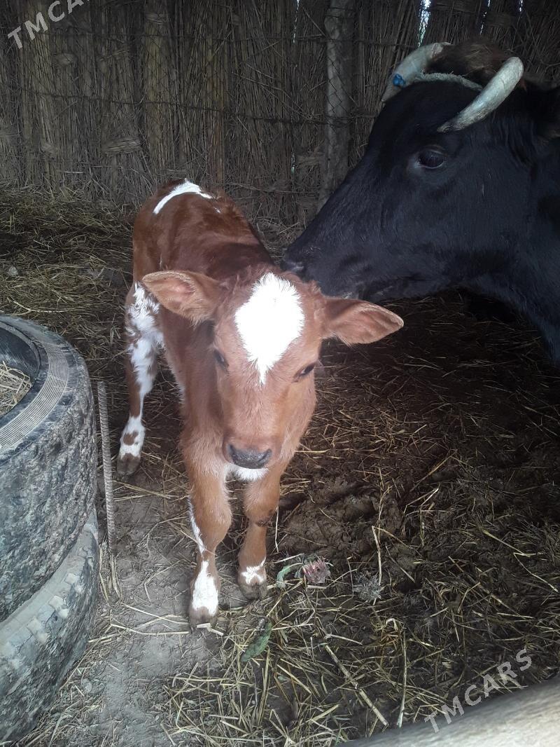 Саглык сыгыр - Сакар - img 1