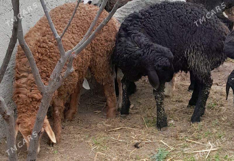 gisar goc - Багир - img 1