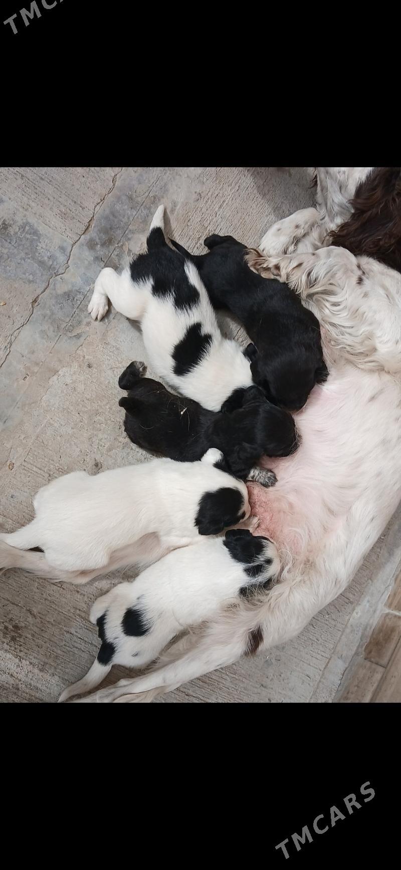 собака щенки - Туркменабат - img 1