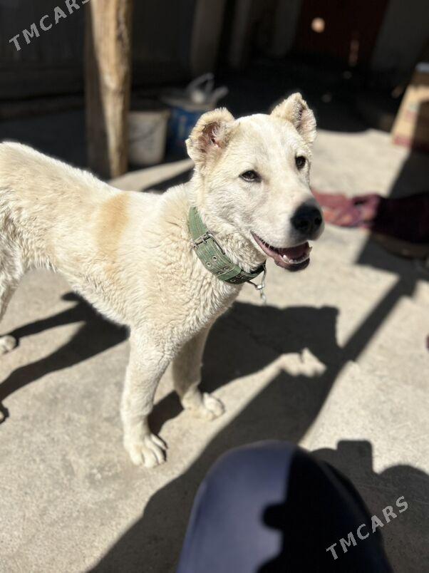 it turkmen - Daşoguz - img 1