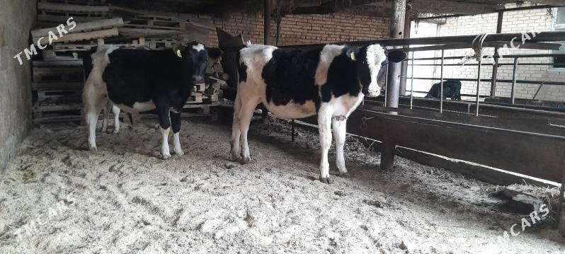 Ala mallar - Туркменабат - img 1