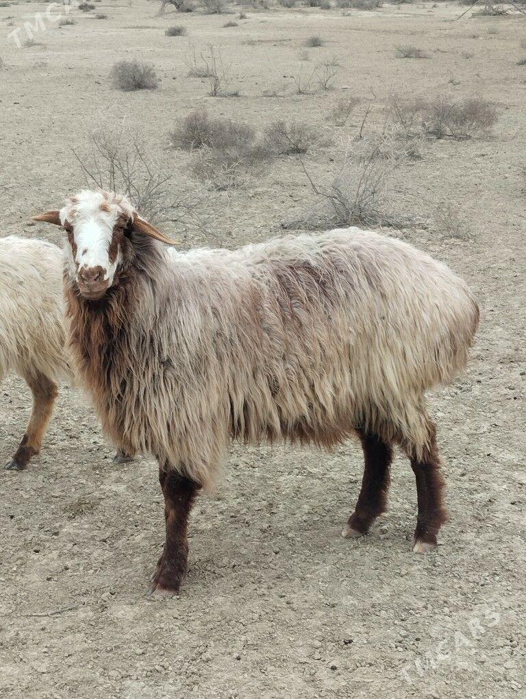 erkek goyun erkec - Берекет - img 1