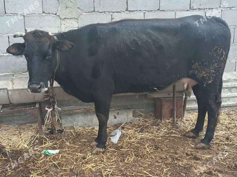 goleli sygyr - Gyzylarbat - img 1