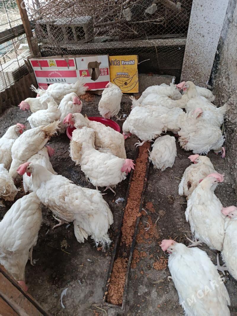 ak towuk - Бузмеин - img 1