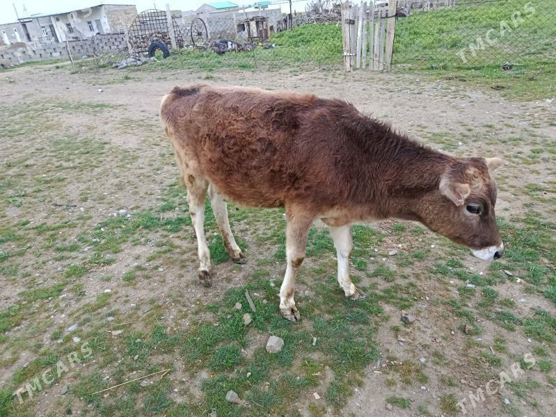 Tuwe - Gyzylarbat - img 1