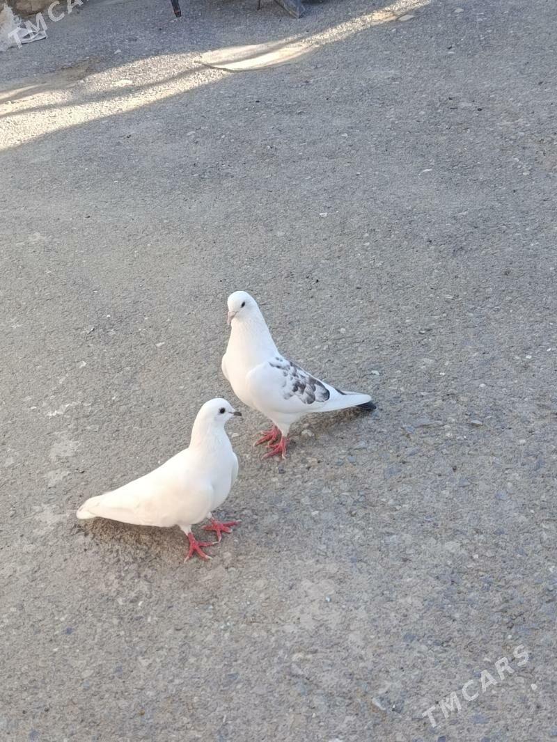 kepderi - Gyzylarbat - img 1