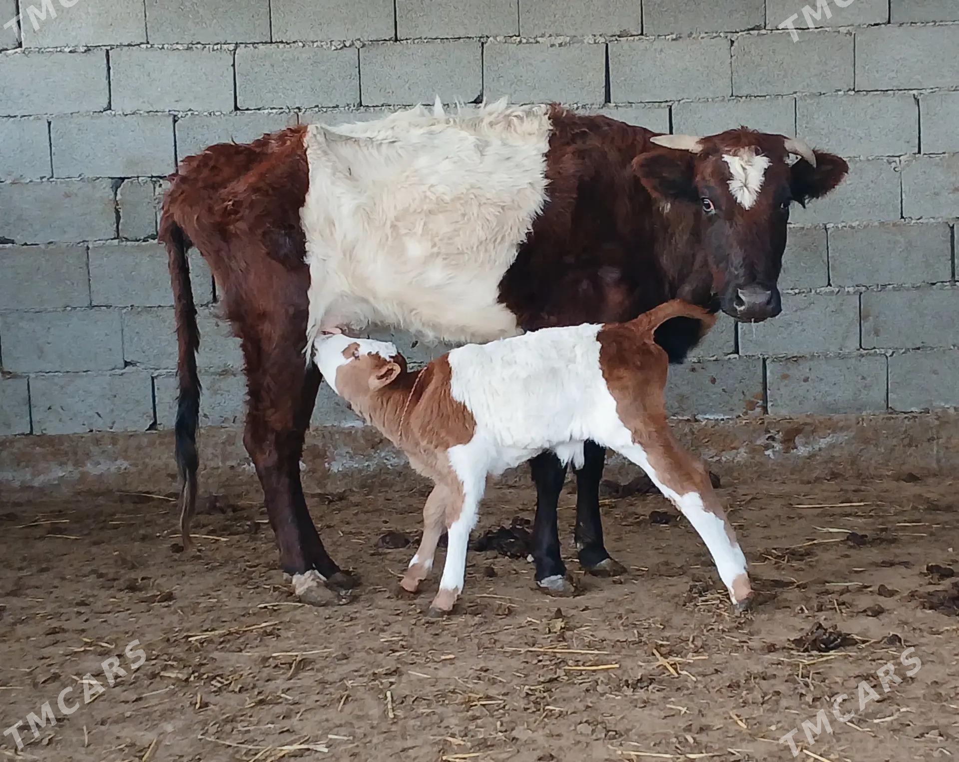 goleli sygyr - Теджен - img 1