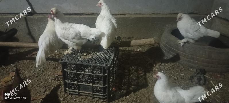 ýaş Karlık - Türkmenabat - img 1