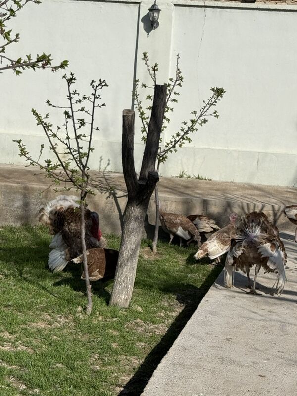 induk yumurtga - Aşgabat - img 1