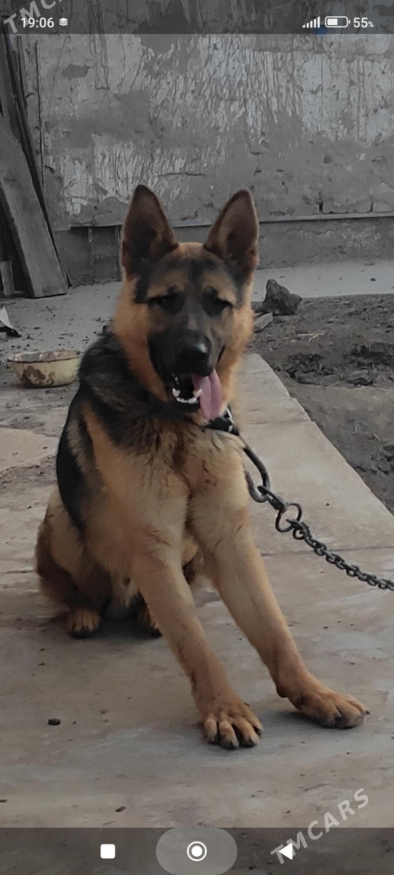 немецкий афчарка - Daşoguz - img 1