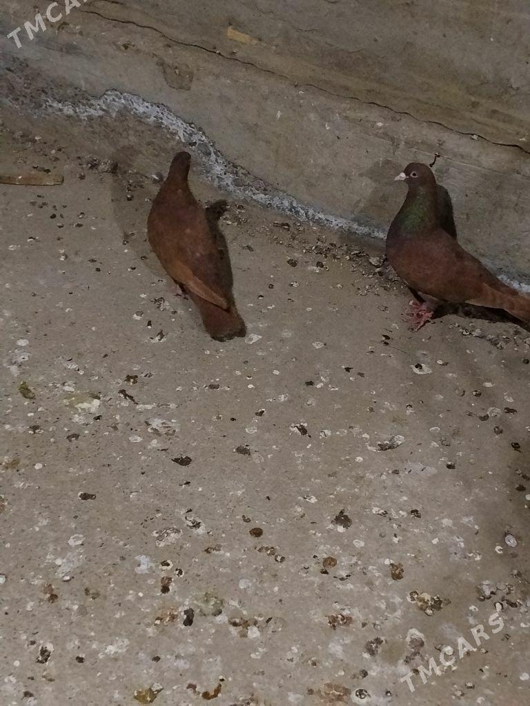 kepderi - Wekilbazar - img 1