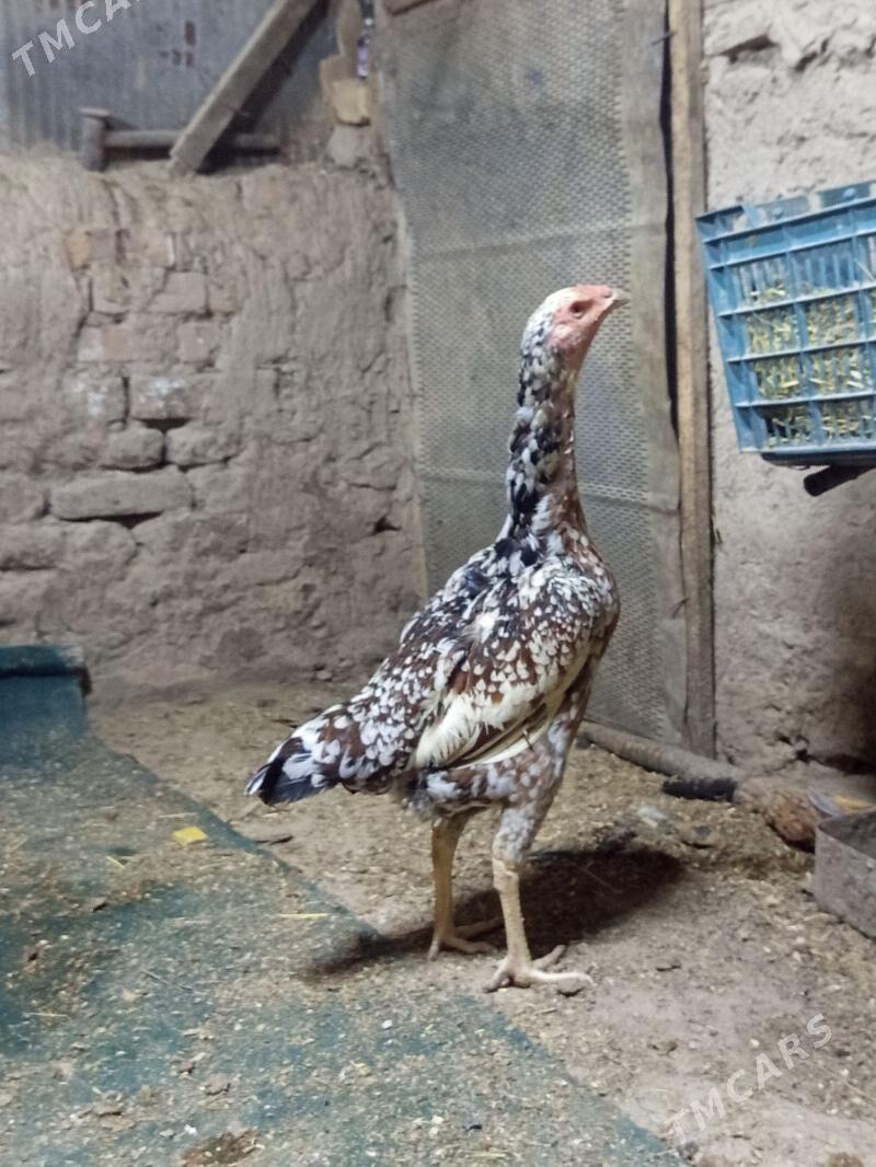 Turk towk - Şabat etr. - img 1