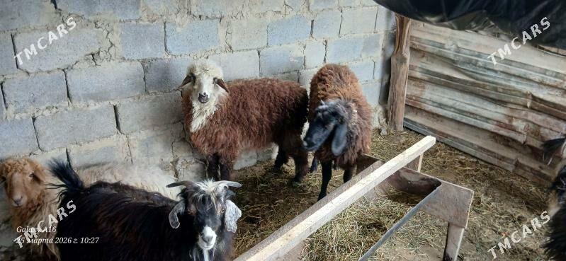 işşek - Бахарден - img 1