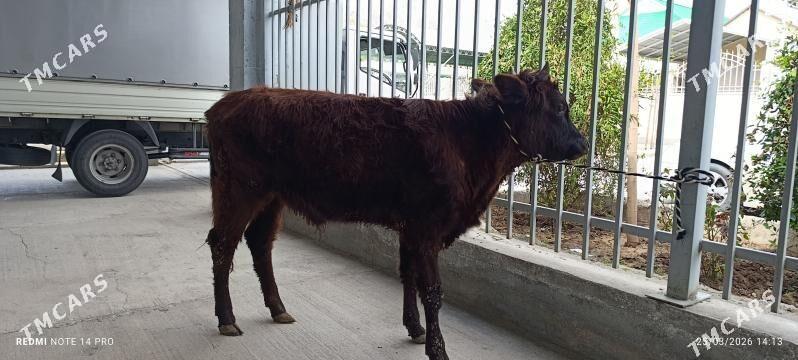 Okuz - Aşgabat - img 1