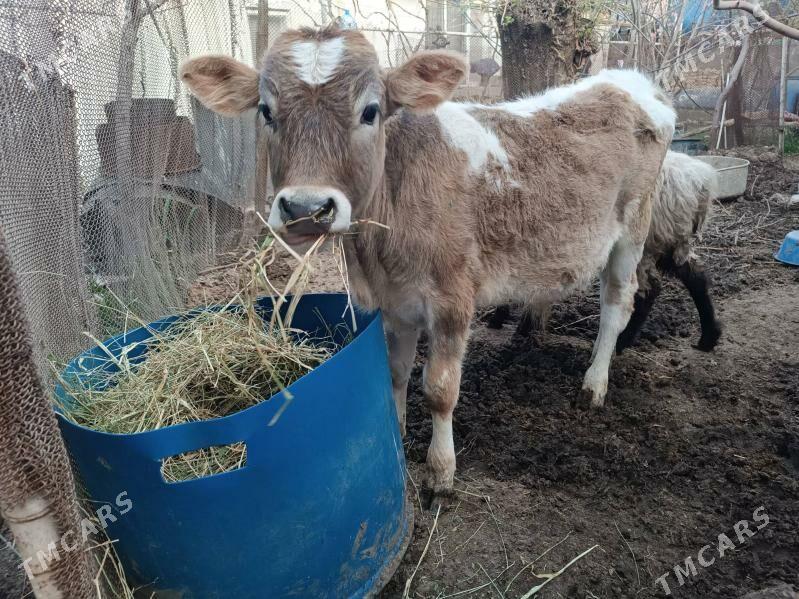 Göleli sygyr Gysssagly - Änew - img 1