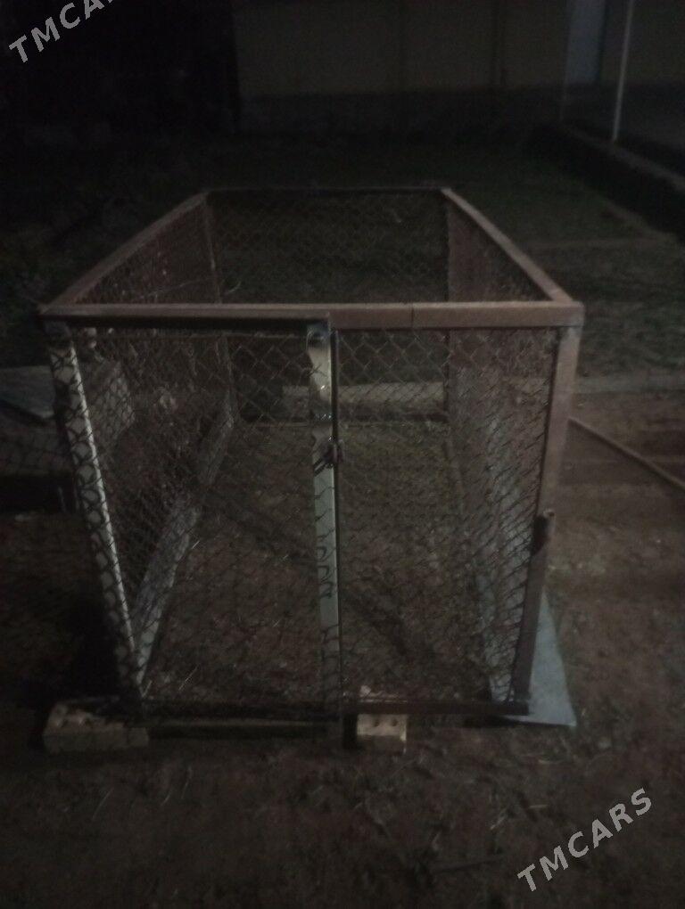 towuk ketek - Sakarçäge - img 1