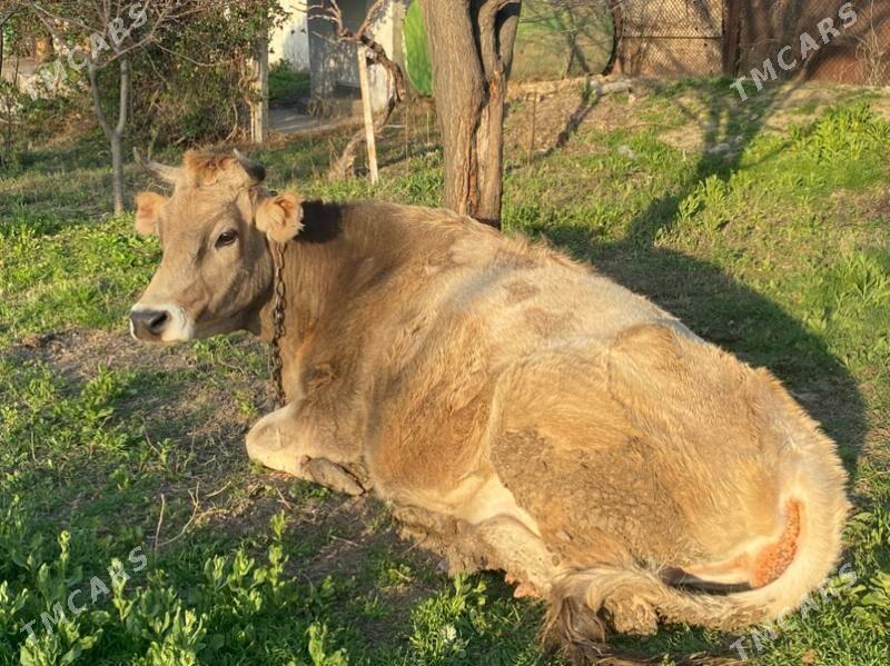 Bogaz sygyr - Gökje - img 1