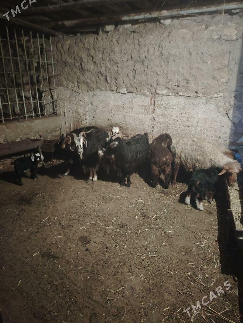 Geçi owlakly - Балканабат - img 1